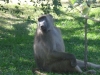 baboon2