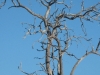 bird-in-tree